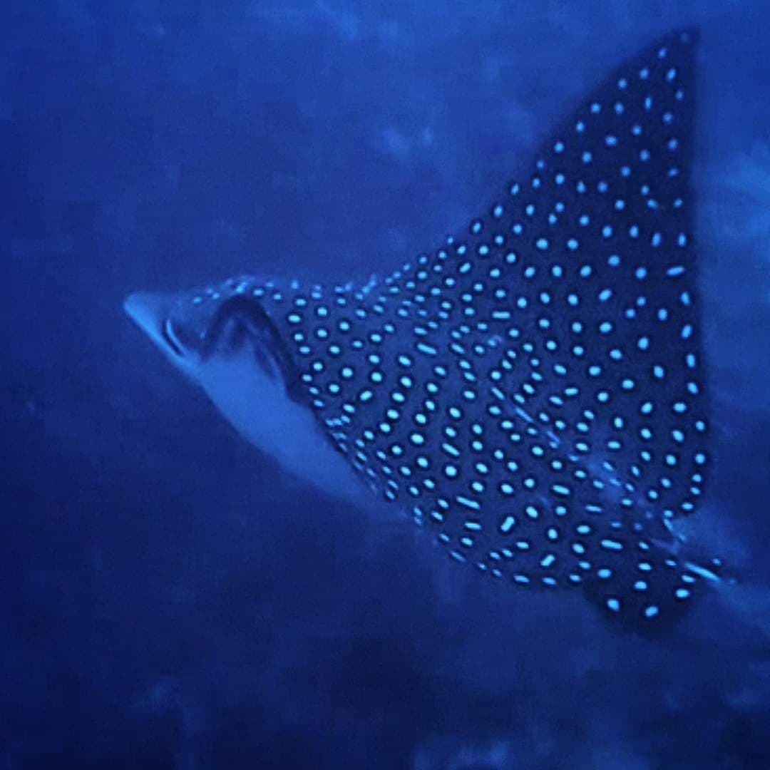 Mantarraya