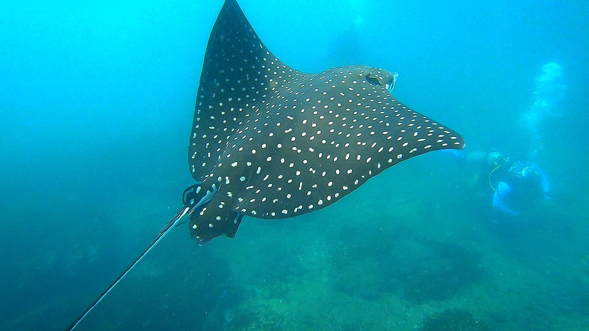 Mantarraya de espalda