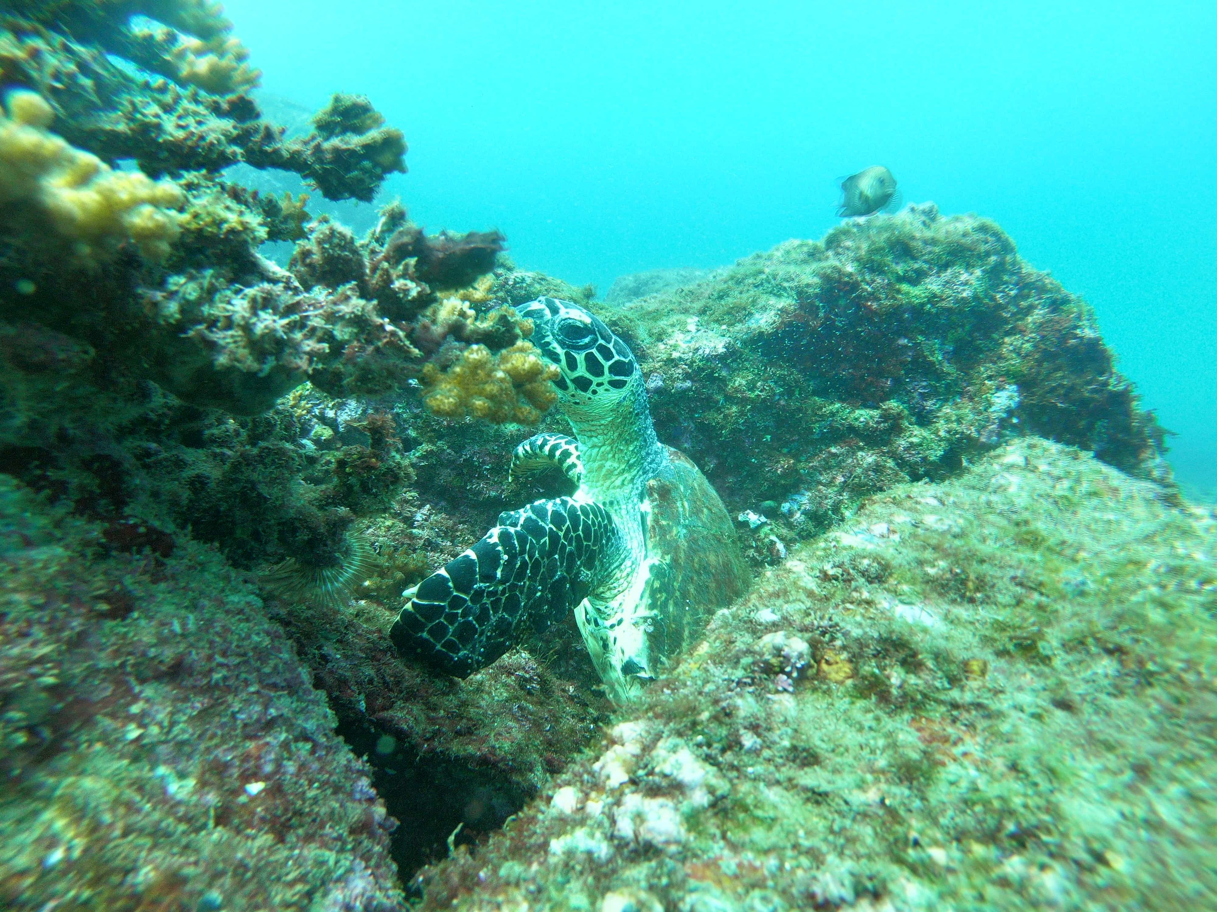 Tortuga marina